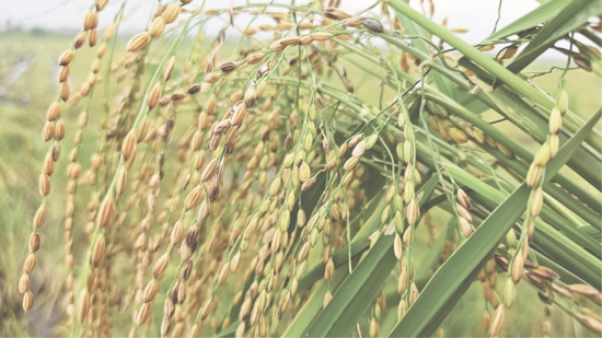 High-stalk, pest-resistant chiem rice rarely lodges